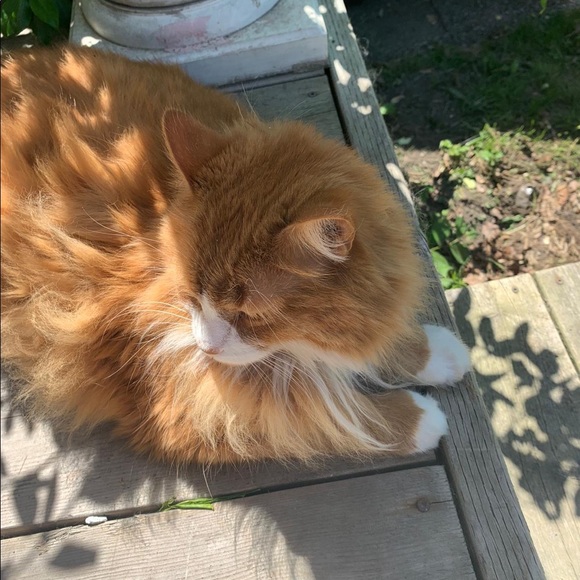 Meet your Posher, Christine - Picture 1 of 1